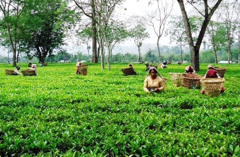 चिया प्रवद्र्धनमा स्थानीय तह सक्रिय