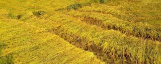 बासमती धानमा नेपालले दाबी पेश गर्ने