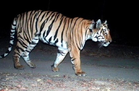 इलाममा पहिलो पटक पाटेबाघ फेला