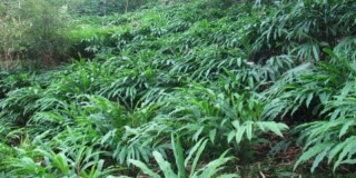 भारतीय बजारमा अलैँची माग बढ्दो, भाउ बढ्ने सम्भावना