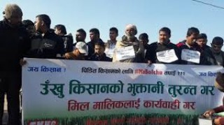 सरकारलाई उखु किसानको पत्र : बक्यौता भुक्तानी नभएसम्म घर फर्कँदैनौँ