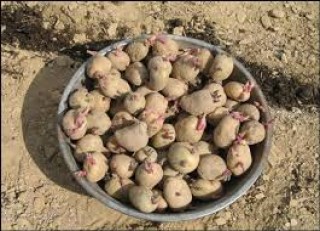आलुको बीउ अभाव