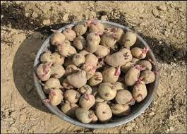 आलुको बीउ अभाव