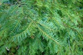 रसुवामा लोठसल्ला रोपणको तयारी