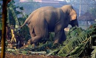 जङ्गली जनावरबाट बुद्ध शान्तिवासी समस्यामा