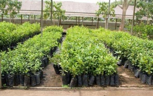 कृषकलाई एक लाख जडीबुटीको बिरुवा वितरण गरिने    