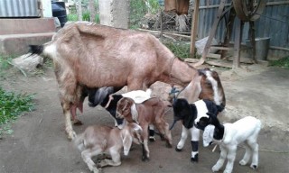 पचास महिलालाई बाख्रापालनका लागि अनुदान