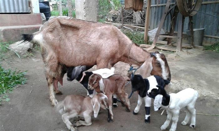 पचास महिलालाई बाख्रापालनका लागि अनुदान