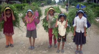 विद्यालयबाट सिधै घाँस–दाउरा