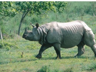 गैँडाको आक्रमणबाट एक घाइते