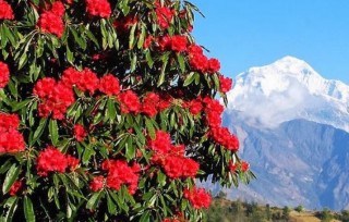 गुराँस टिप्नेलाई पाँच हजार जरिवाना