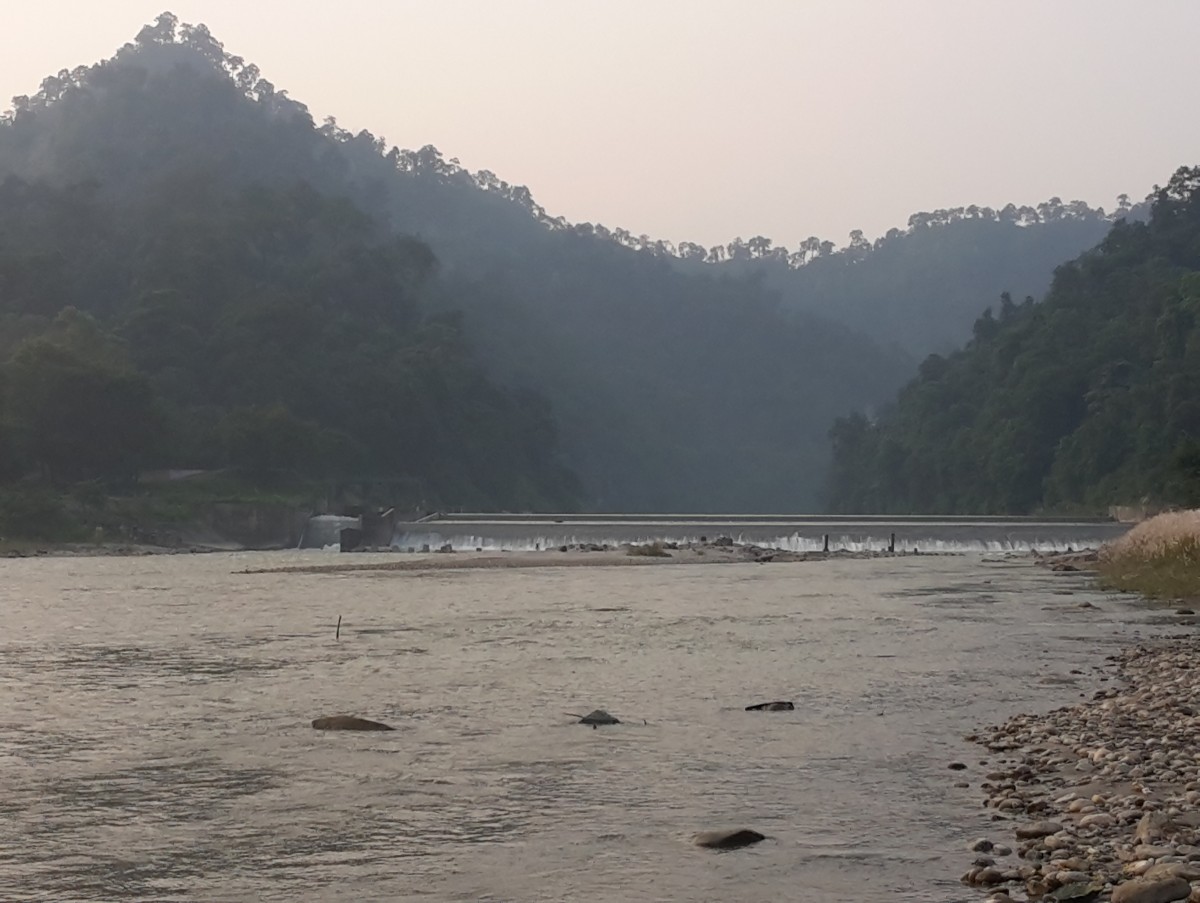 ठाडै सुकेका रुखका कारण वन नै उजाडियो