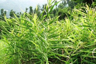 कोरोना असर नगदेबालीमा : भण्डारमै थन्किए अलैँची र अदुवा