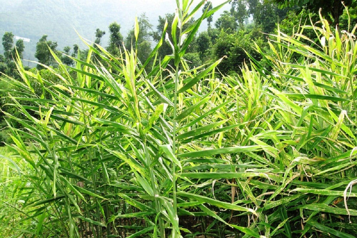 कोरोना असर नगदेबालीमा : भण्डारमै थन्किए अलैँची र अदुवा