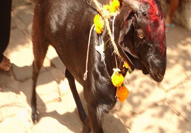 कोरोना रोक्न आग्रह गर्दै देवतालाई बलि