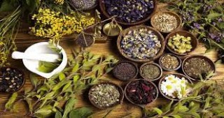 कोरोनाबाट बच्न गुर्जोसहित ४५ जडीबुटी निःशुल्क वितरण