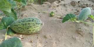 लकडाउनका कारण किसान मारमा, खेतमै कुहियो खर्बुजा