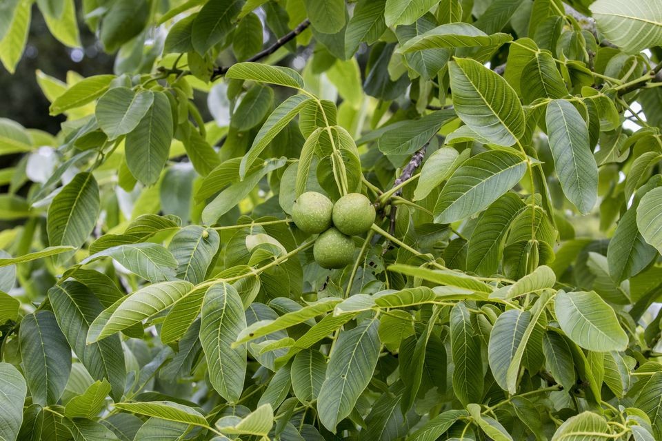 ओखर खेतीमा आकर्षण