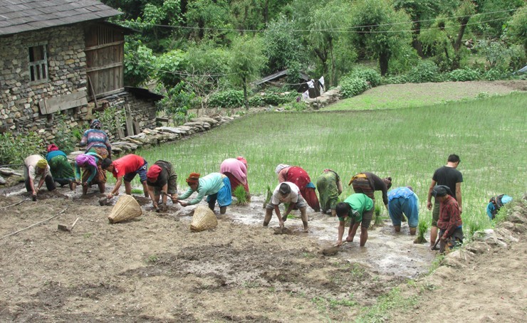 लेकाली क्षेत्रमा मुखमा मास्क र गोजीमा स्यानिटाइजरसहित रोपाइँमा व्यस्त किसान