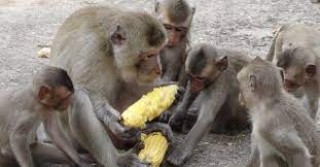 बाँदर र गाईलाई नियमित खाना खुवाउँदै अग्रवाल