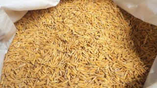 किसानलाई ५० प्रतिशत अनुदानमा धानको बिउ
