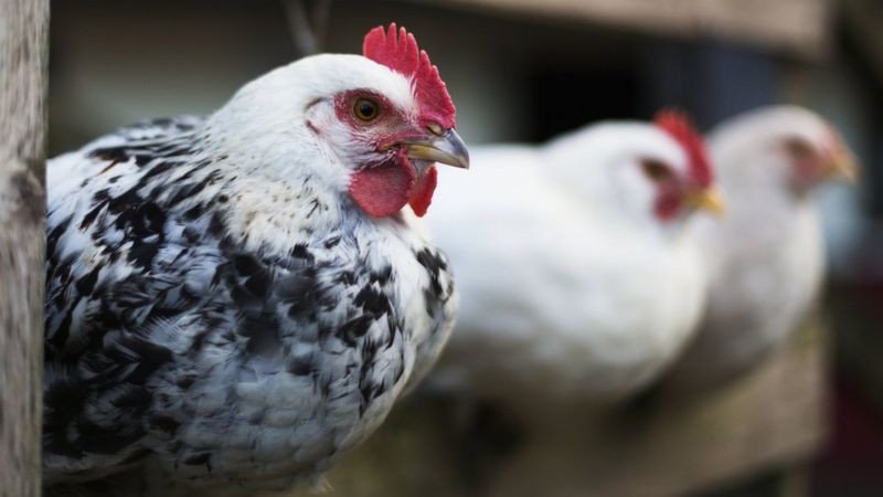 hen.jpg