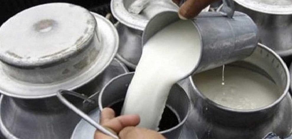 दैनिक रु १० करोड बराबरको दूध नोक्सान हुँदै