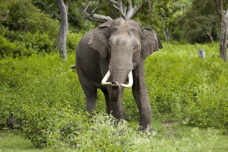 जङ्गली हात्तीका कारण गौरीगाई गणना स्थगित