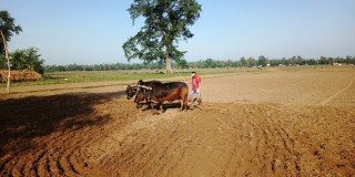 गोरुको सहायताले मकै छर्न खेत जोत्दै गरेका किसान