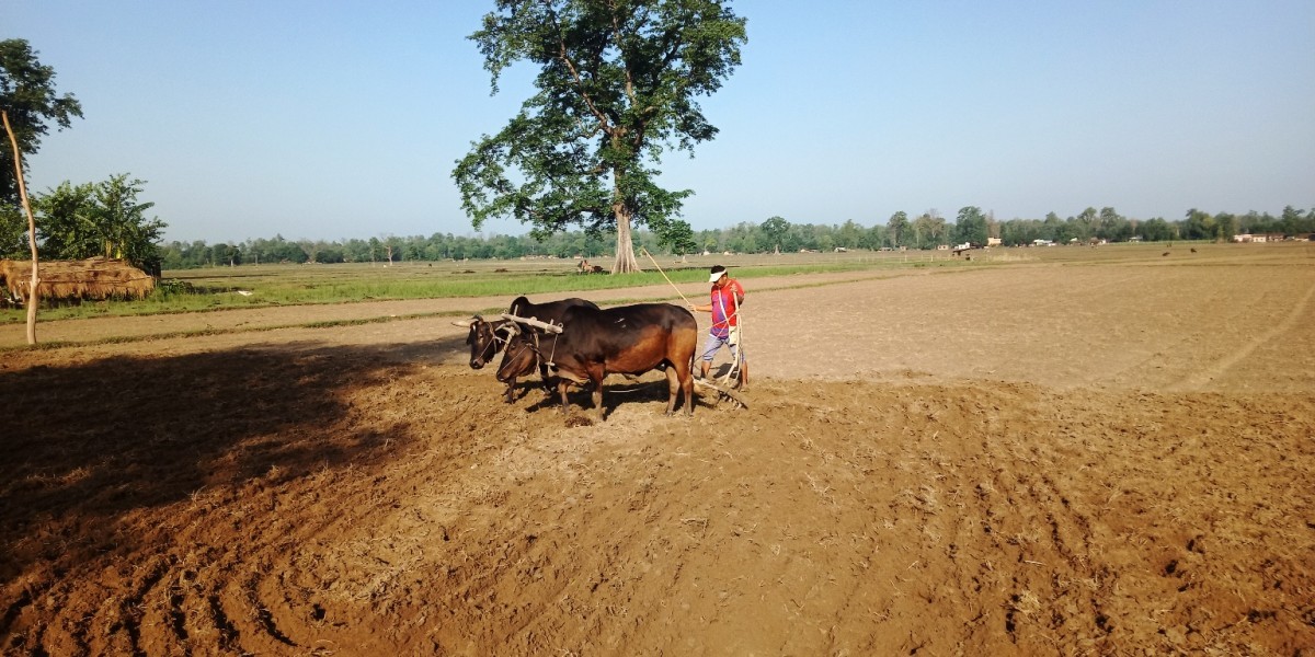 गोरुको सहायताले मकै छर्न खेत जोत्दै गरेका किसान