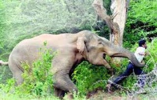 बाँकेमा हात्ती आक्रमणबाट वृद्धको मृत्यु