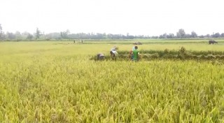 चैते धान भित्र्याउने किसानलाई चटारो