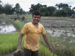 देशभर २७ प्रतिशत धान रोपाइँ