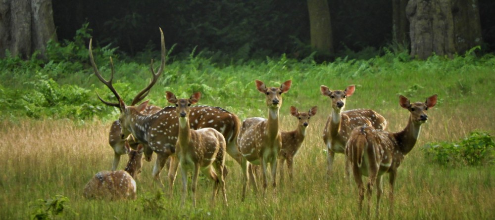 महामारीले चितवनमा घटे आधा पर्यटक 