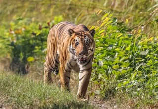 पूर्वपश्चिम राजमार्गमा बाघको आतङ्क