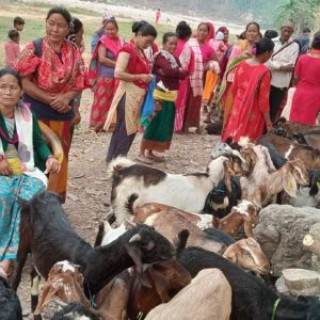 खसी बोका बिक्रीको कमाईले खुसी छन्, स्थानीय महिला