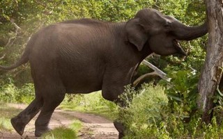कञ्चनपुरमा हात्तीको आक्रमणबाट दम्पतीको मृत्यु