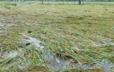 सप्तरीमा वर्षाले धानबालीमा क्षति