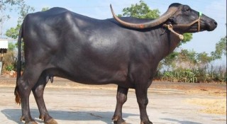 भर्चुअलबाट एसियन भैँसी सम्मेलन