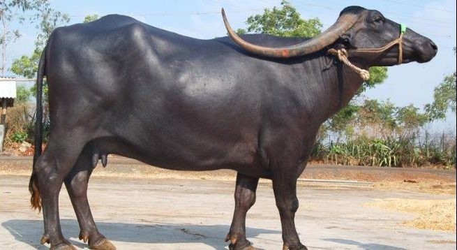भर्चुअलबाट एसियन भैँसी सम्मेलन