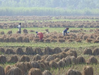 कञ्चनपुरमा १२ हजार हेक्टरको धान क्षति