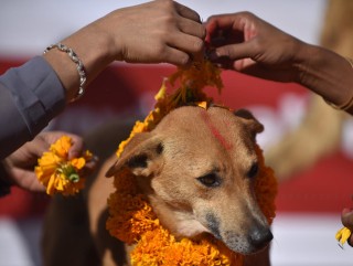 यमपञ्चकको दोस्रो दिन आज ,कुकुर तिहार मनाइँदै