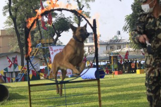 अपराध अनुसन्धानमा उत्कृष्टकार्य गर्ने कुकुर पुरस्कृत