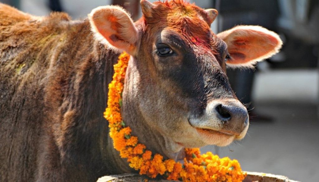 आज गोवर्द्धन पर्वत र गाई, गोरु पूजा गरिँदै