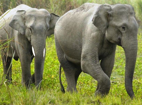 चिया टिप्दै गर्दा जङ्गली हात्तीको आक्रमणबाट मृत्यु