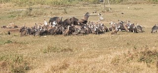संरक्षणसँगै पर्यटनसँग जोडिँदै जटायु रेष्टुरेण्ट
