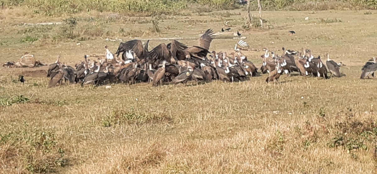 संरक्षणसँगै पर्यटनसँग जोडिँदै जटायु रेष्टुरेण्ट