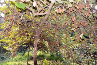 किबीका बिरुवा भूटान निर्यात