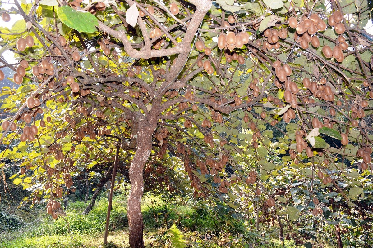 किबीका बिरुवा भूटान निर्यात