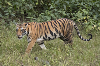 बाँकेमा बाघ आतङ्क: तीन महिनामा तीन जनाको लियो ज्यान